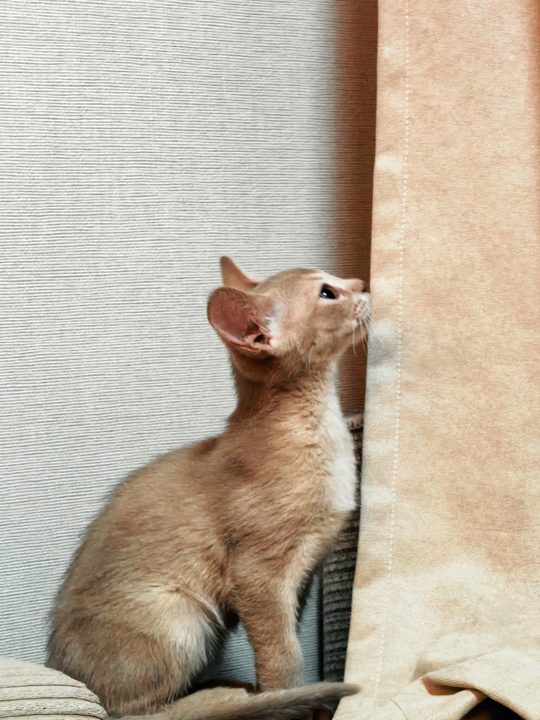 照片