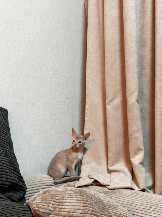 照片