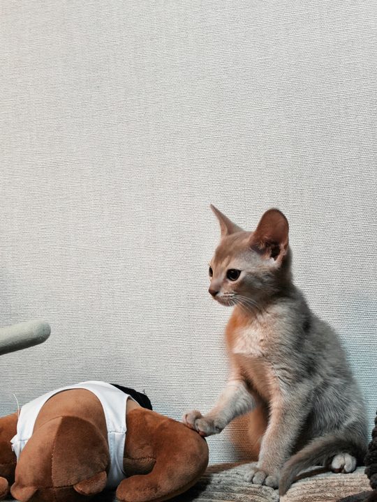 照片