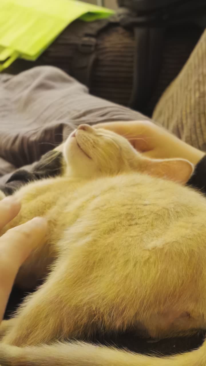 视频