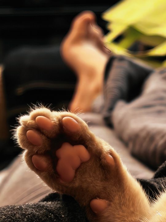 照片