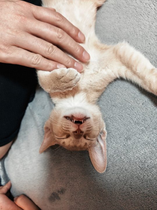 照片