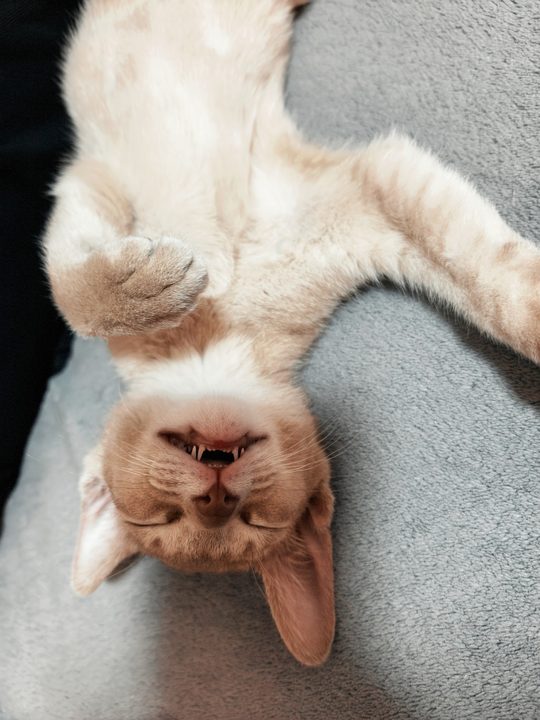 照片