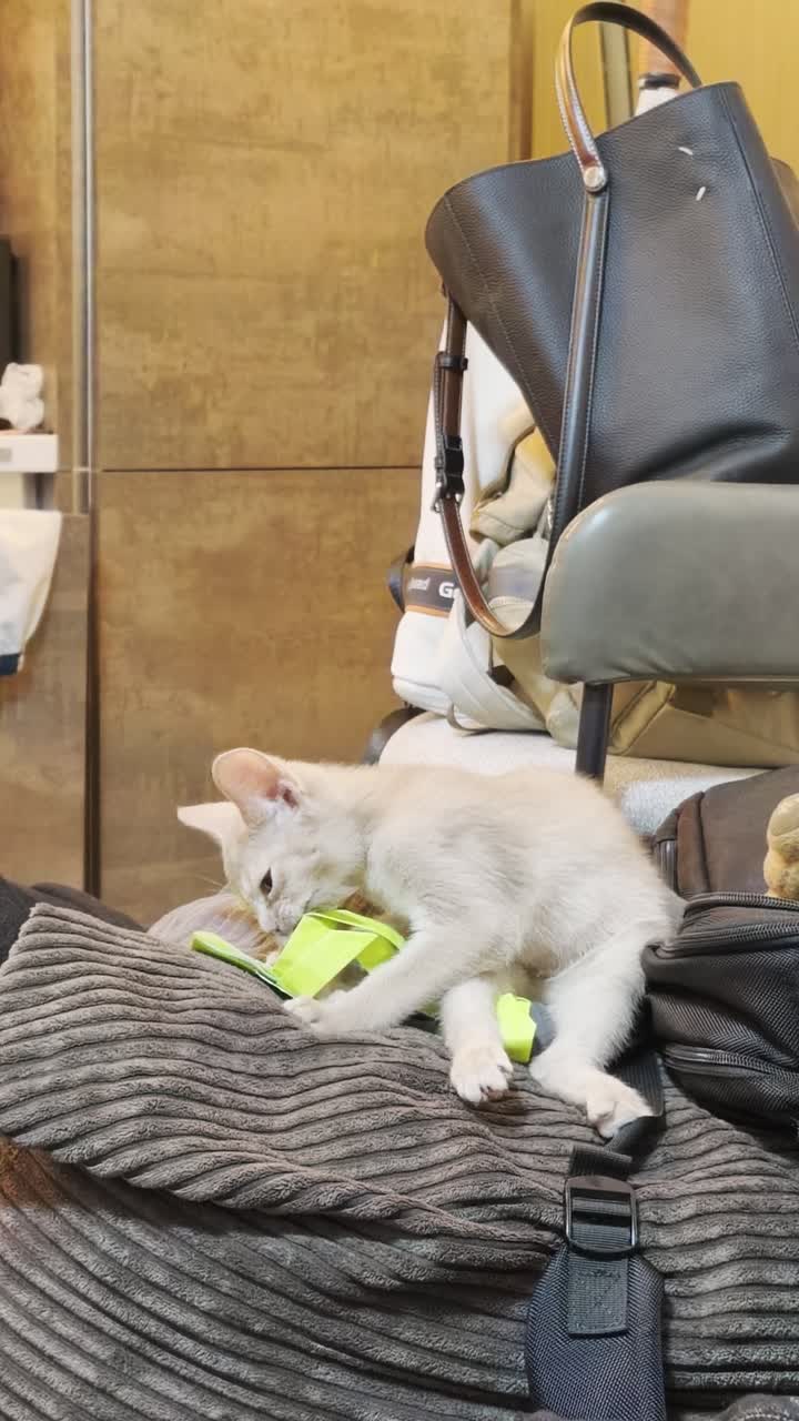 视频