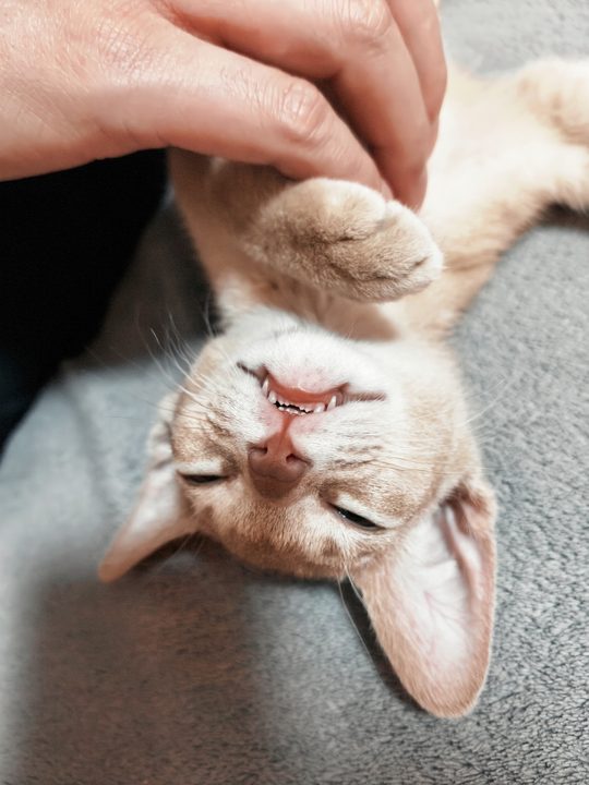 照片