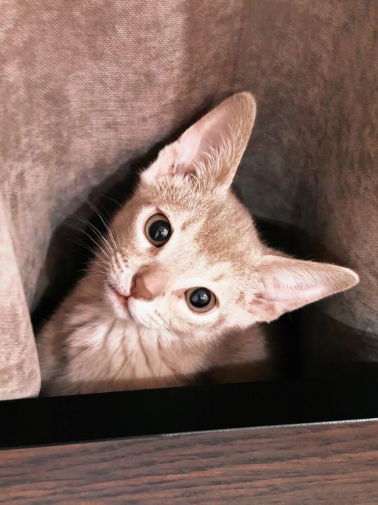 照片
