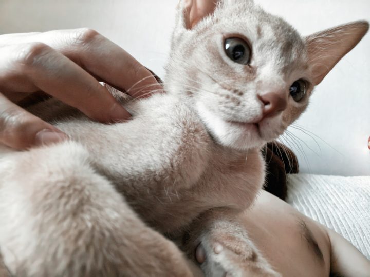 照片
