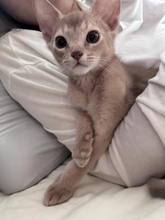 照片