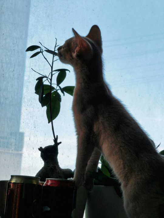 照片