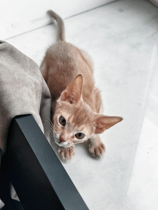 照片