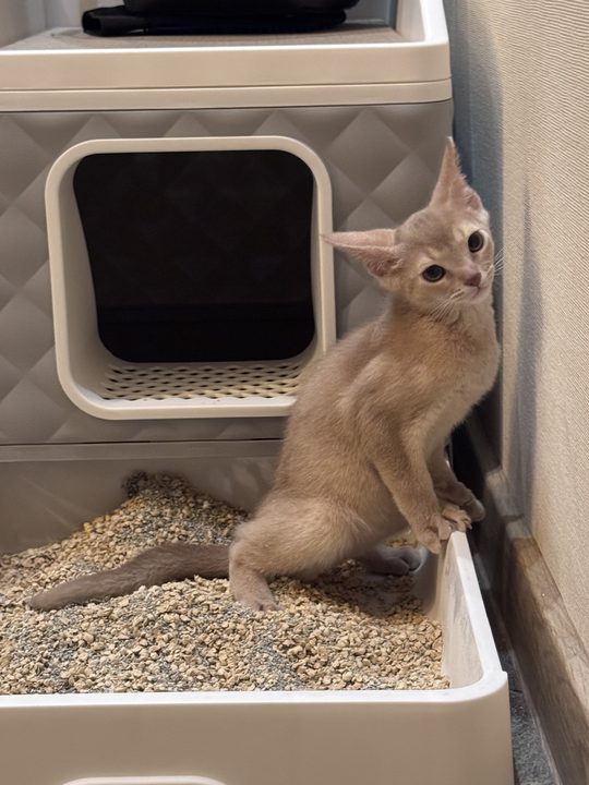 照片