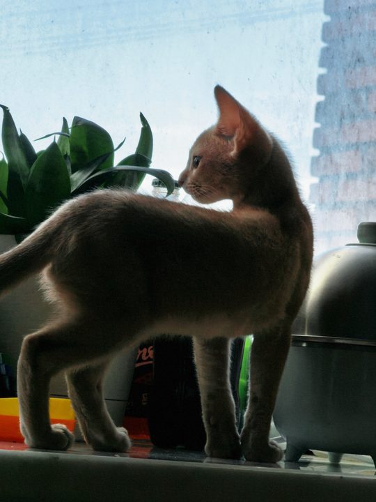 照片