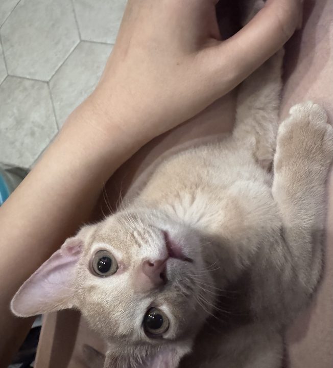 照片