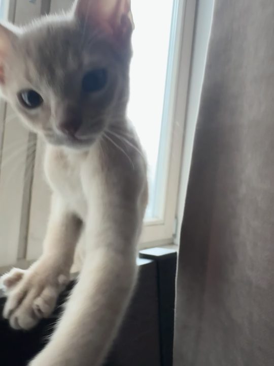 照片