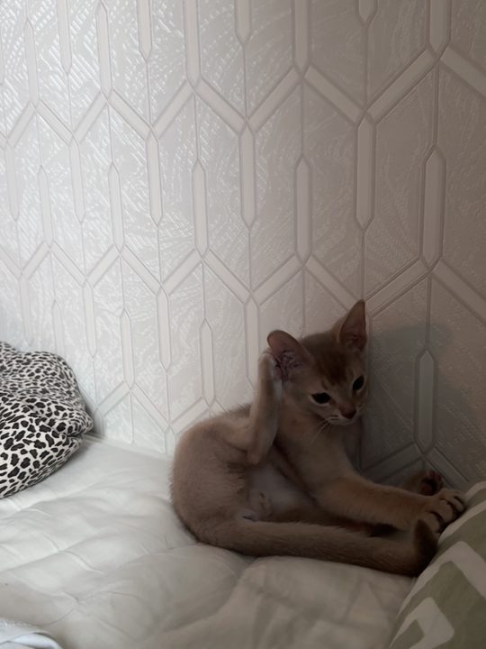 照片