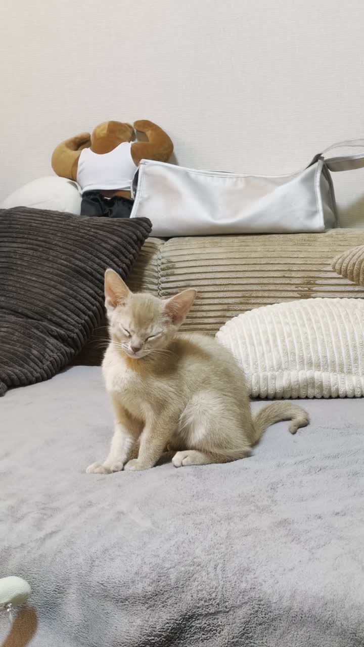 视频