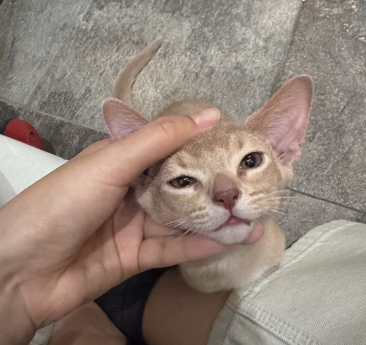 照片