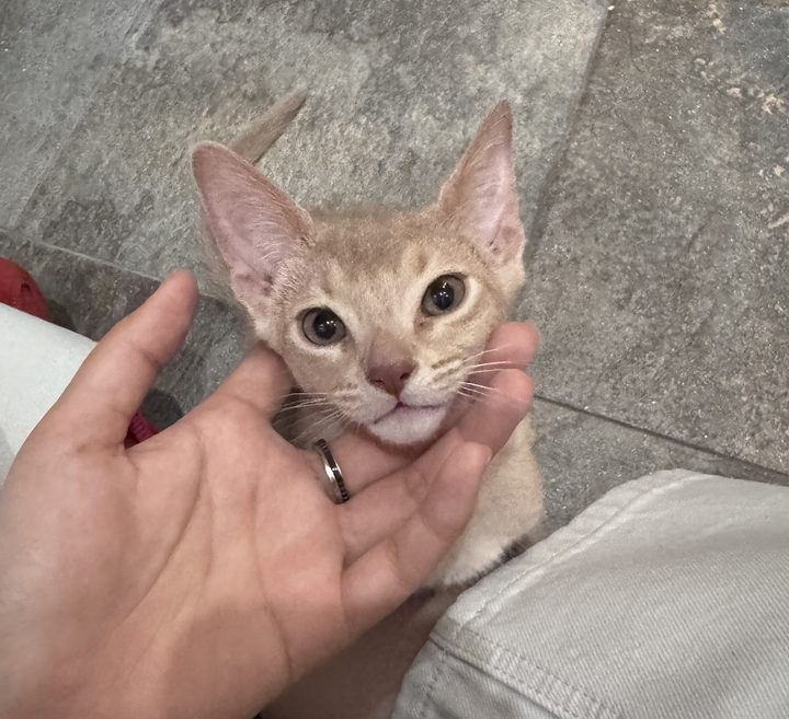 照片