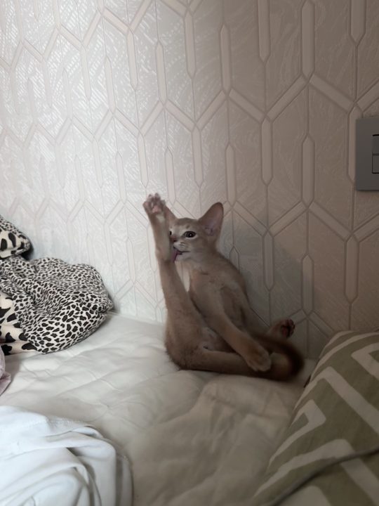 照片