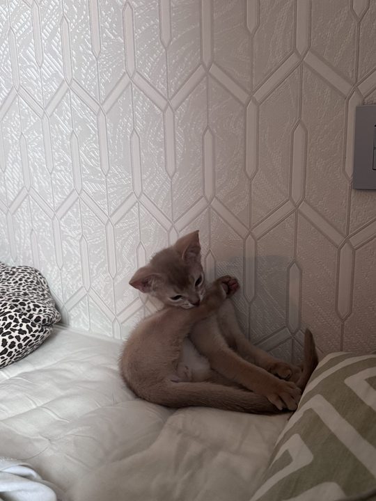 照片