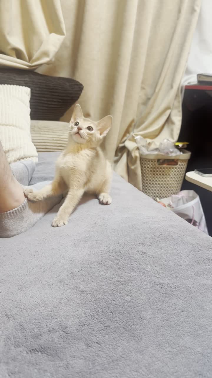 视频