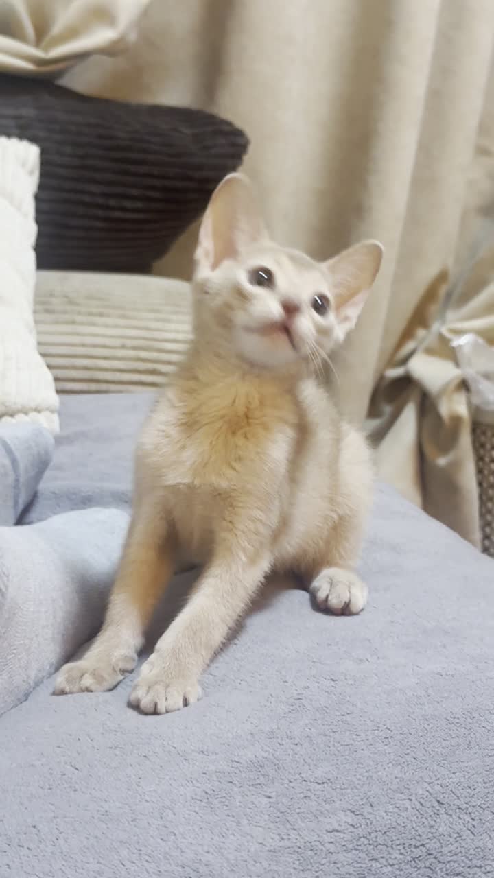 视频