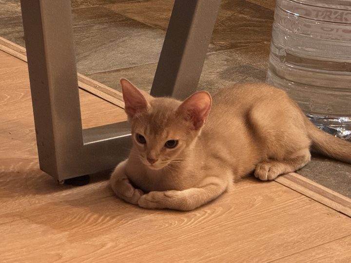 照片