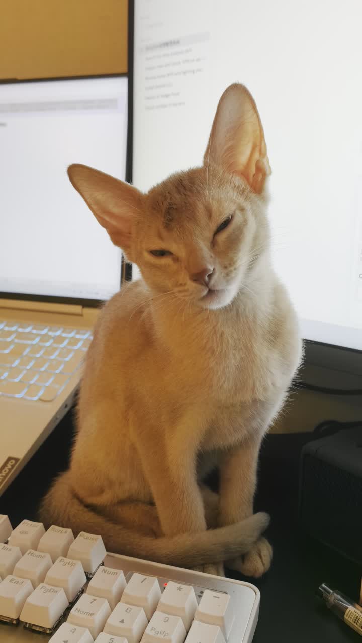 视频