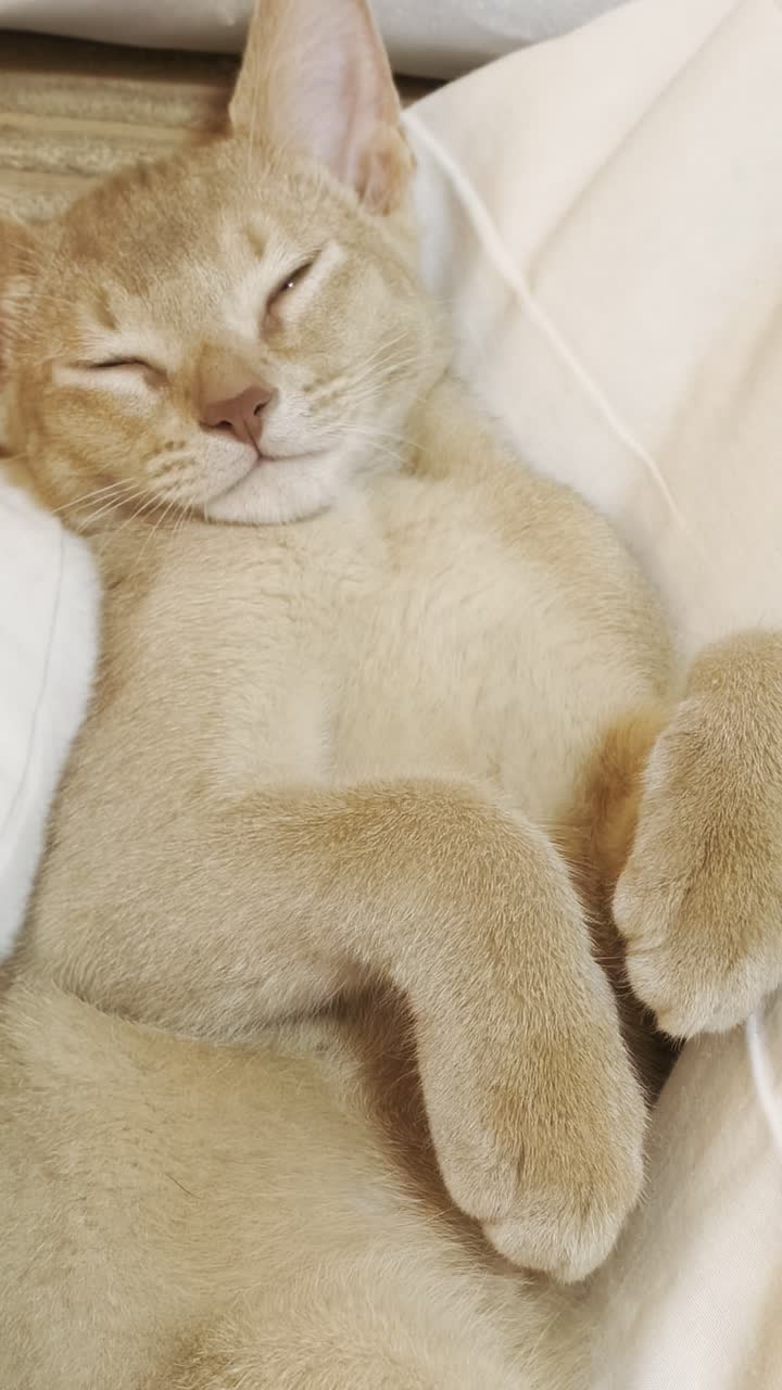 视频