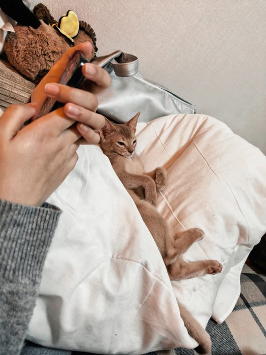 照片