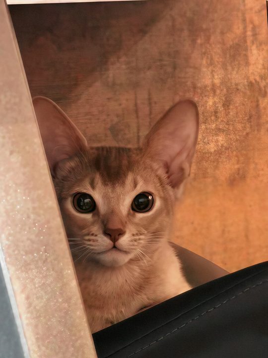 照片