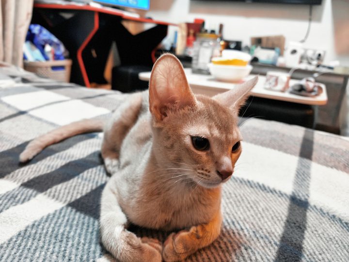 照片