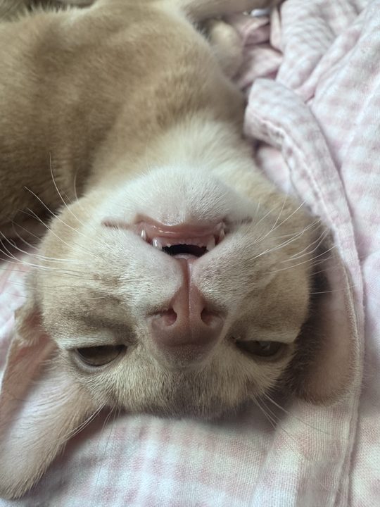 照片