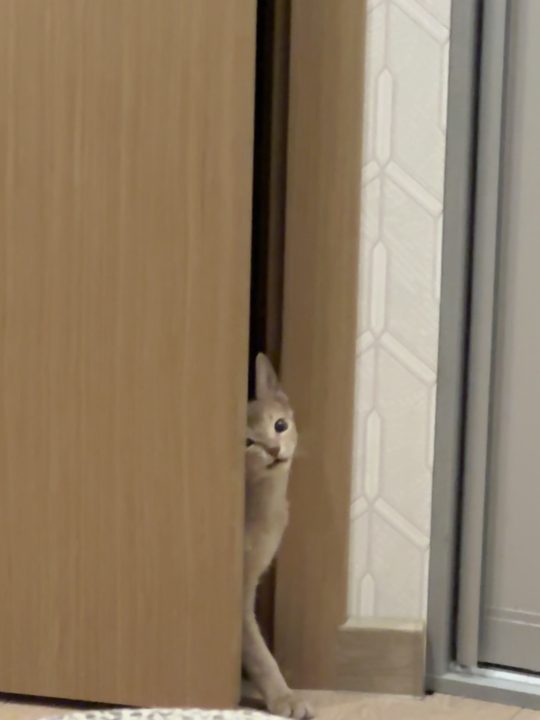 照片