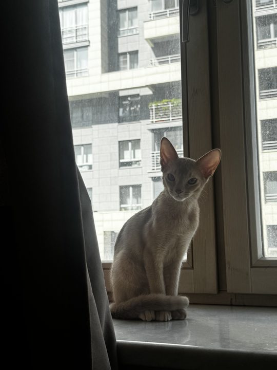 照片