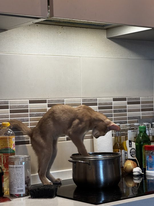 照片