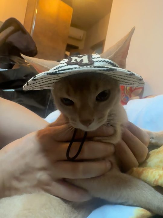 张三干妈买的小帽子，衣服死活套不上