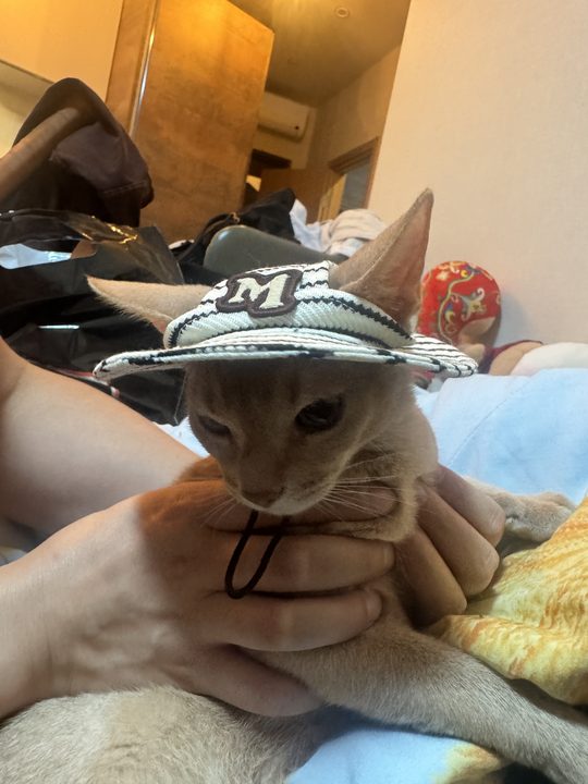 照片