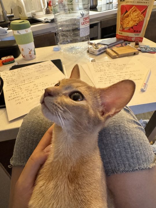 照片