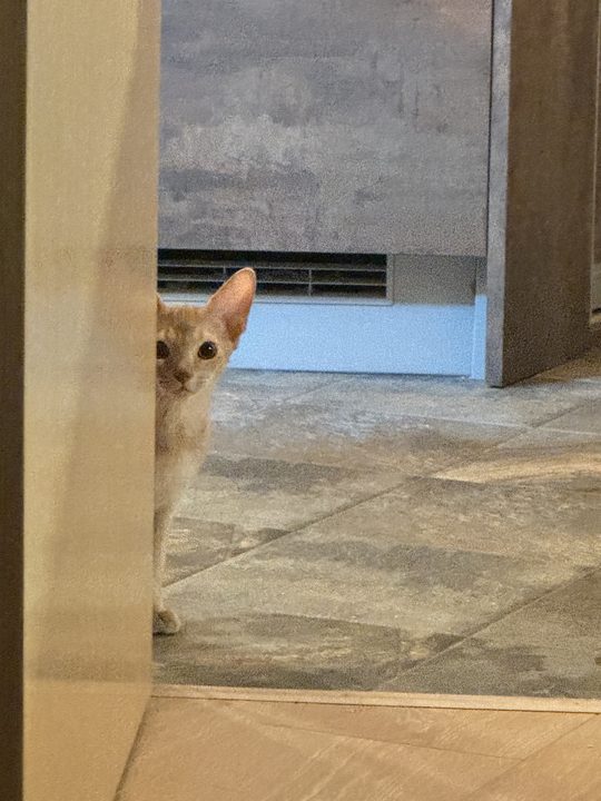 照片