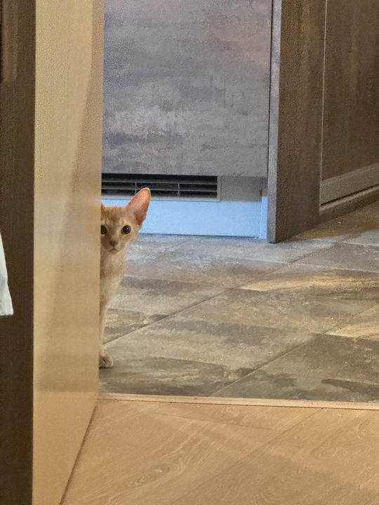 照片