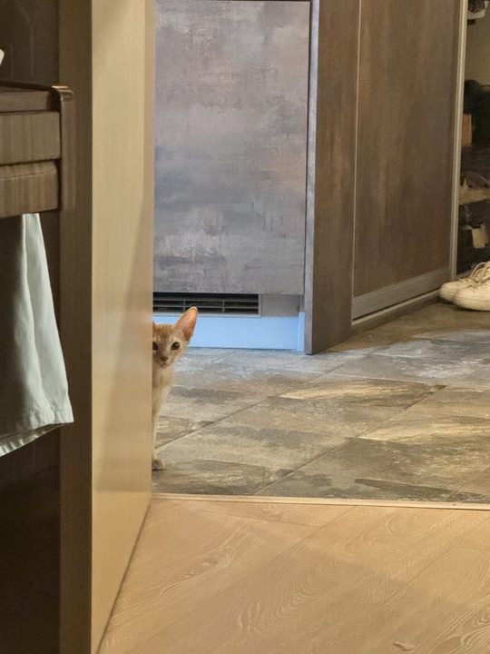 照片